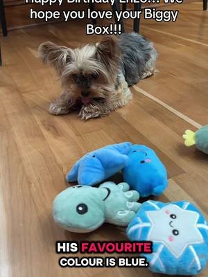 #fyp #dogsoftiktok #yorkiesoftiktok #dogs #dogmomlife 