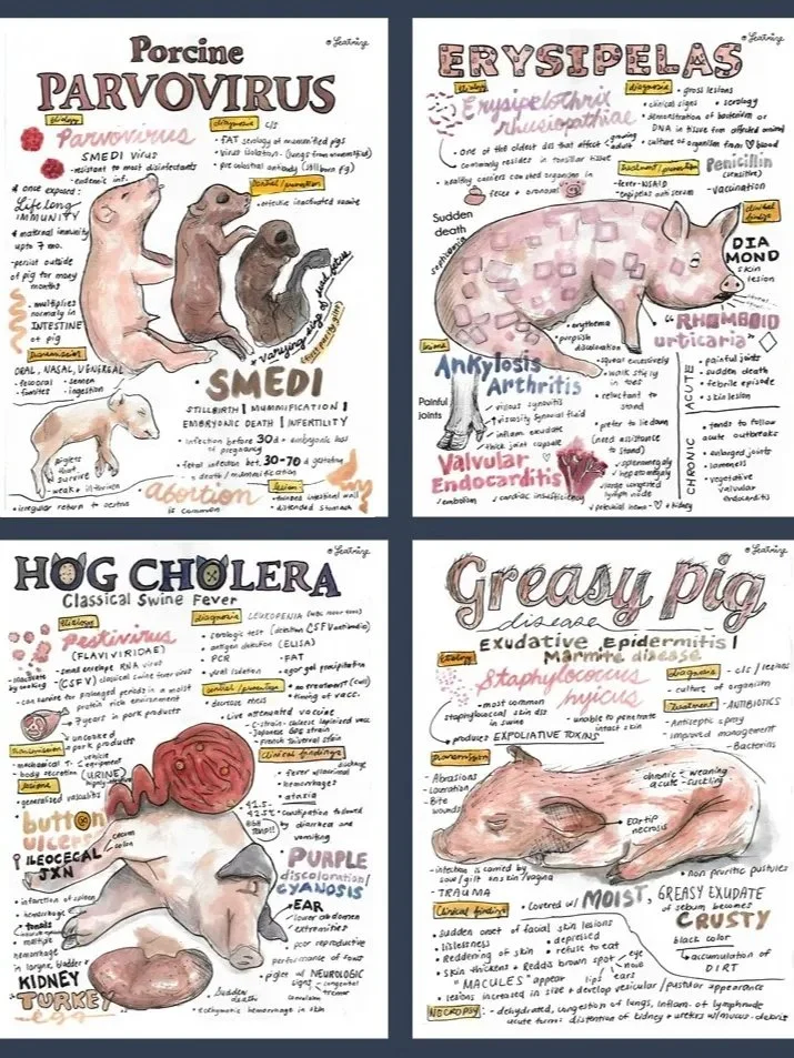 Animal Disease Vet Notes Bundle (PDF Downloads) product image (4)