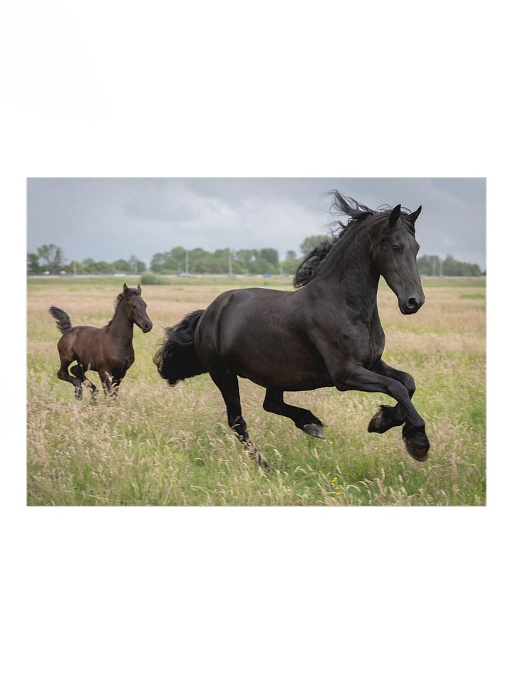 Friesian horses Saly & Elvis product image (1)