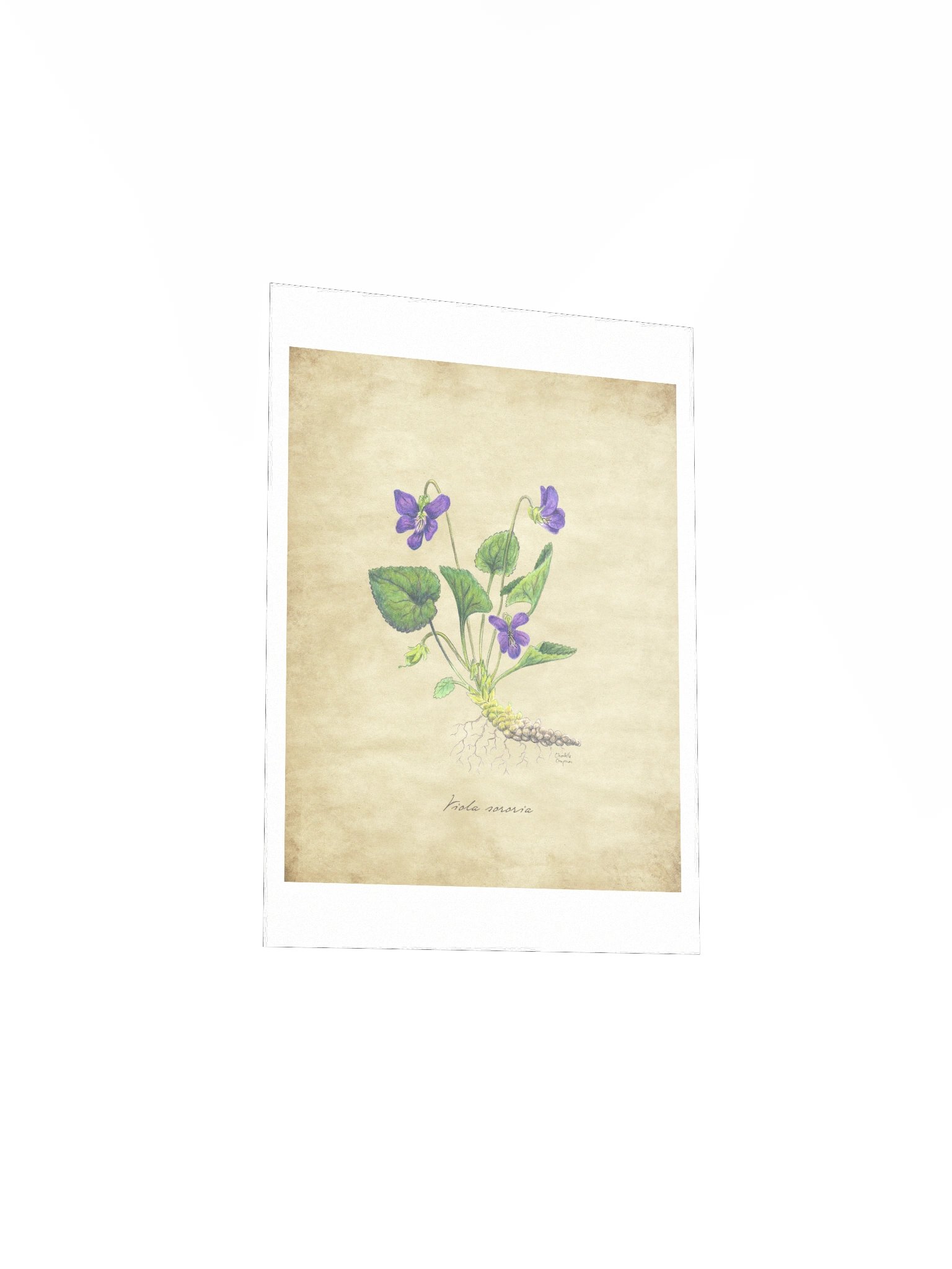 Wild Violet - Art Print product image (4)