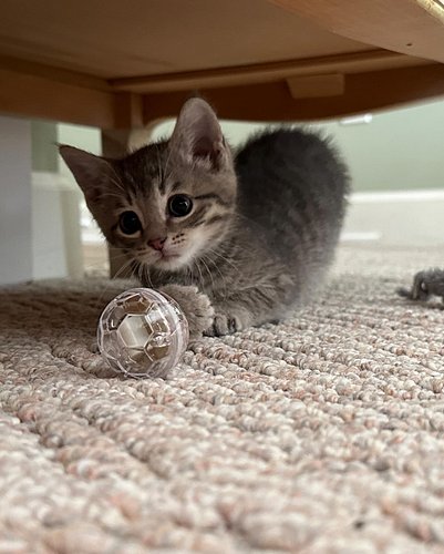 The cats of Tavern Heroes! Meet Linus, the kitten of Jordan (the cast member behind Kali)