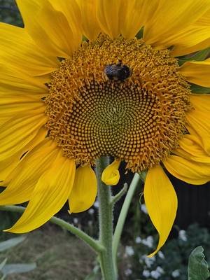Life has been pretty rough recently. I'm trying to find joy in the little things, like watching nature do its thing but even that has a dark cloud of doom over it right now as the world is burning around us. #Sunflower #BumbleBee #BritishNature 