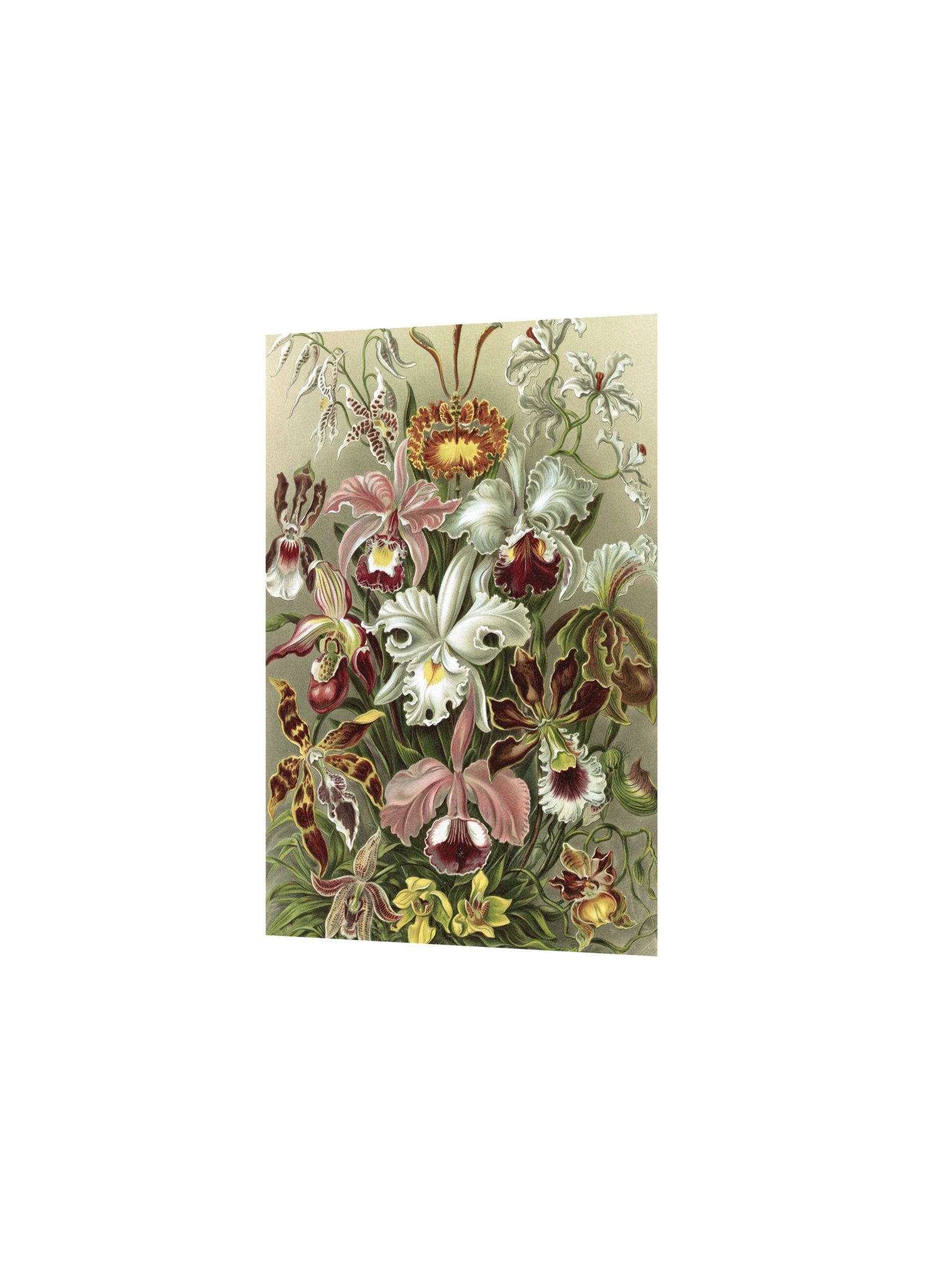 Orchids Antique Botanical Art Print product image (4)
