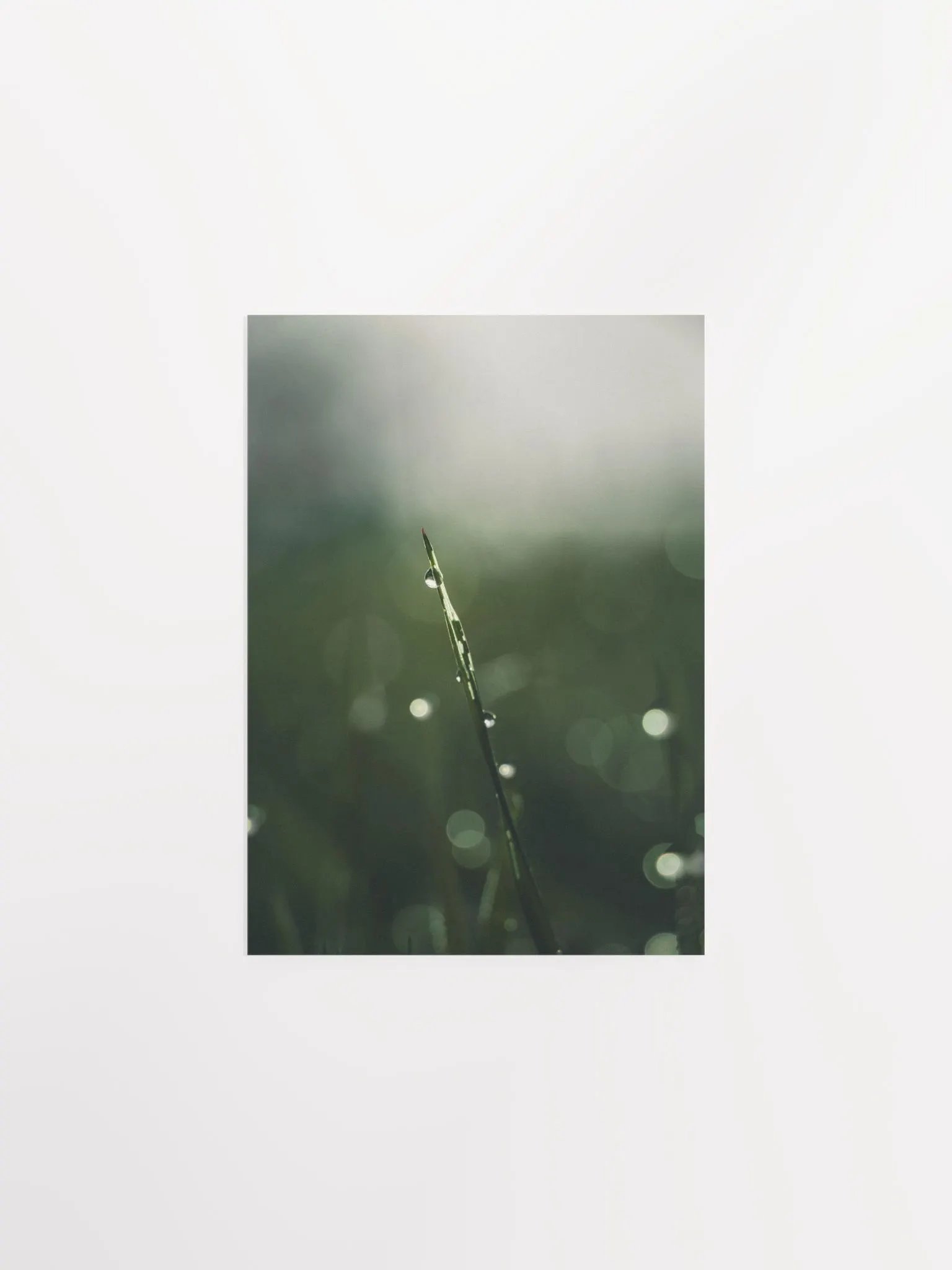 Lonely product image (2)