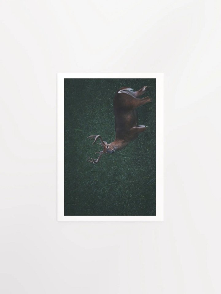 Majestic Antlered Deer Matte Poster product image (4)