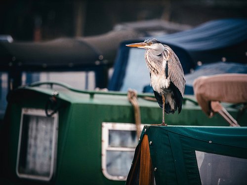 It's a #heron, he seems pretty #chilled out about being a Heron.