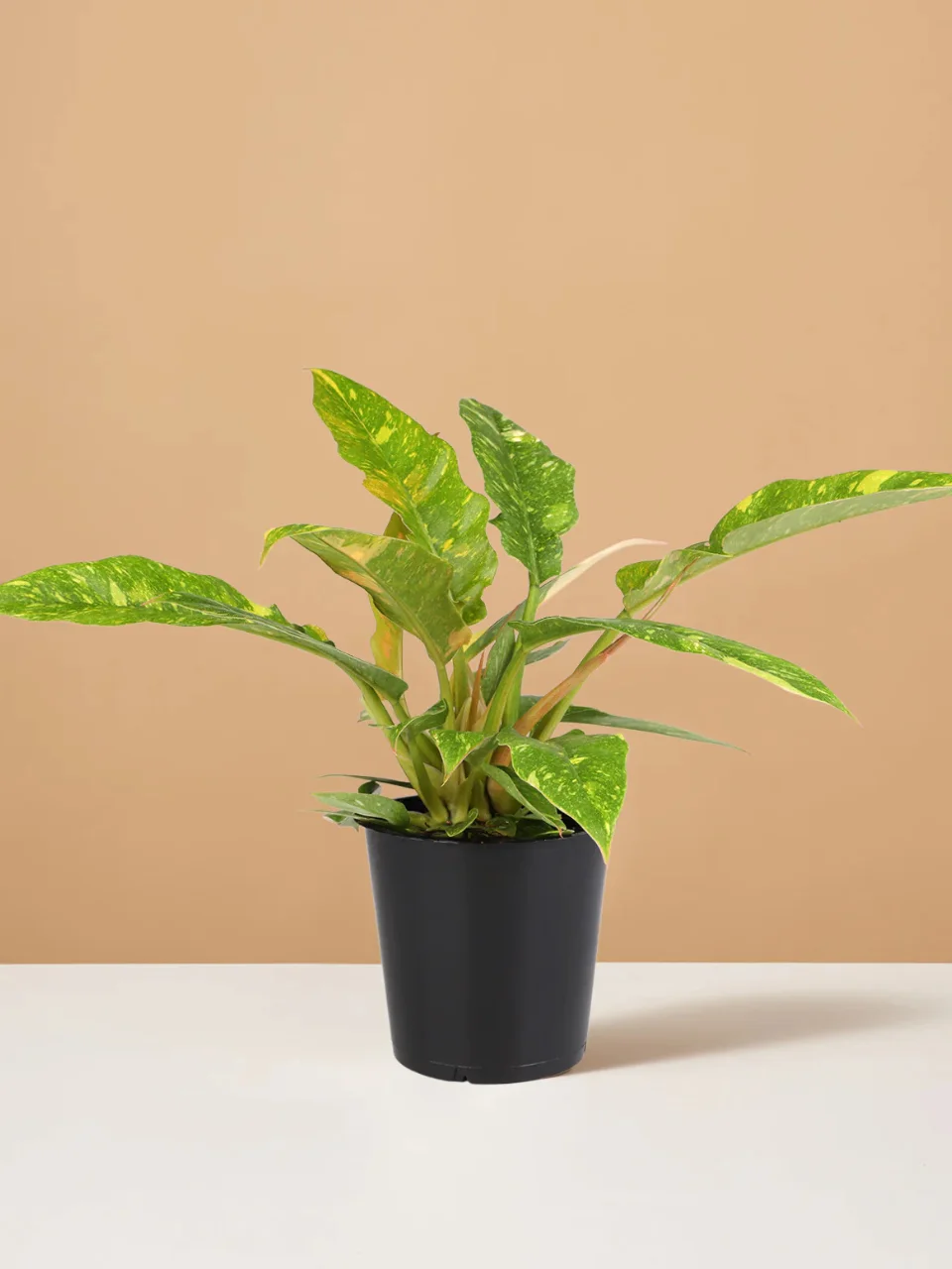Philodendron Ring of Fire product image (1)