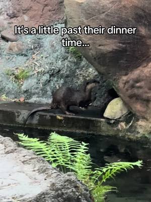 Just a little otter drama… #fyp #traveltiktok #wdw #disneyanimalkingdom #waltdisneyworld 