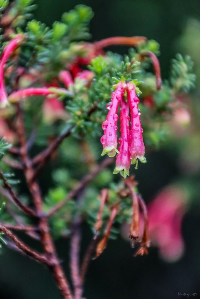 Fine Art - Velvet Ember 🌿🔥 product image (1)