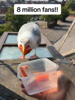 Crazy numbers steven but all he really cares about is the salmon… thank you everyone! ❤️ #fyp #foryou #seagull #birds #feedingsteven