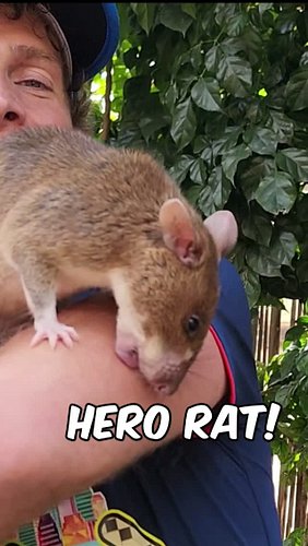 Africa's Giant Pouched Rat 🐀 Finding Landmines in Cambodia 🇰🇭

Meet one of Cambodia's most unusual heroes - an African giant ...