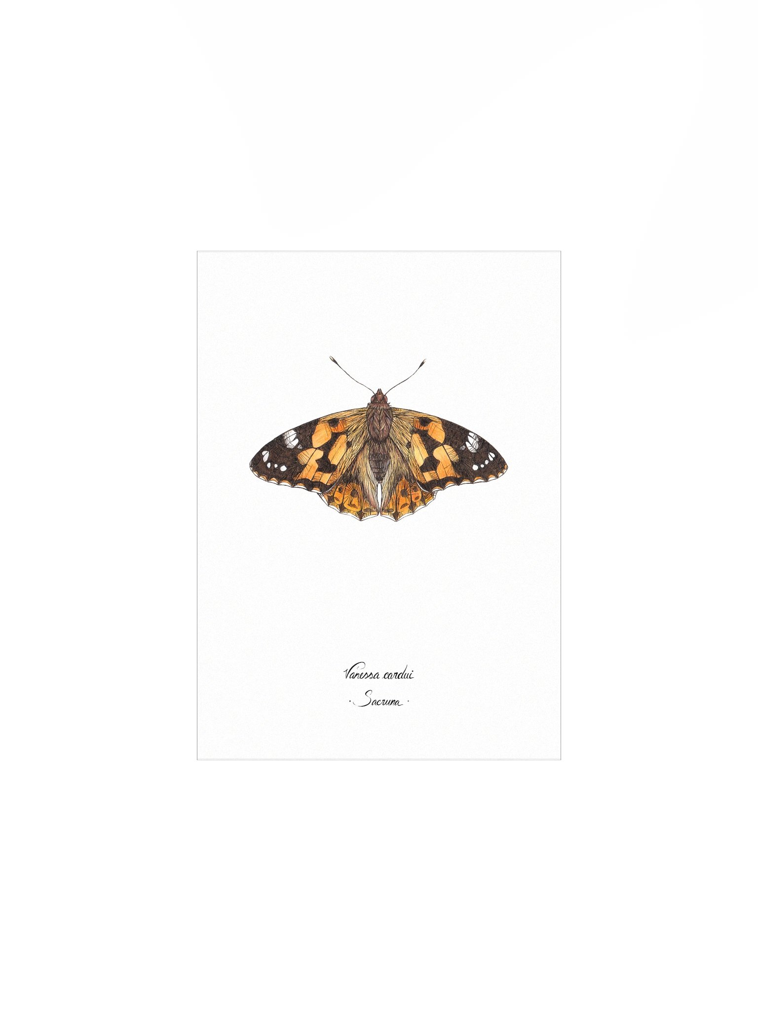Vanessa Cardui • Print product image (1)