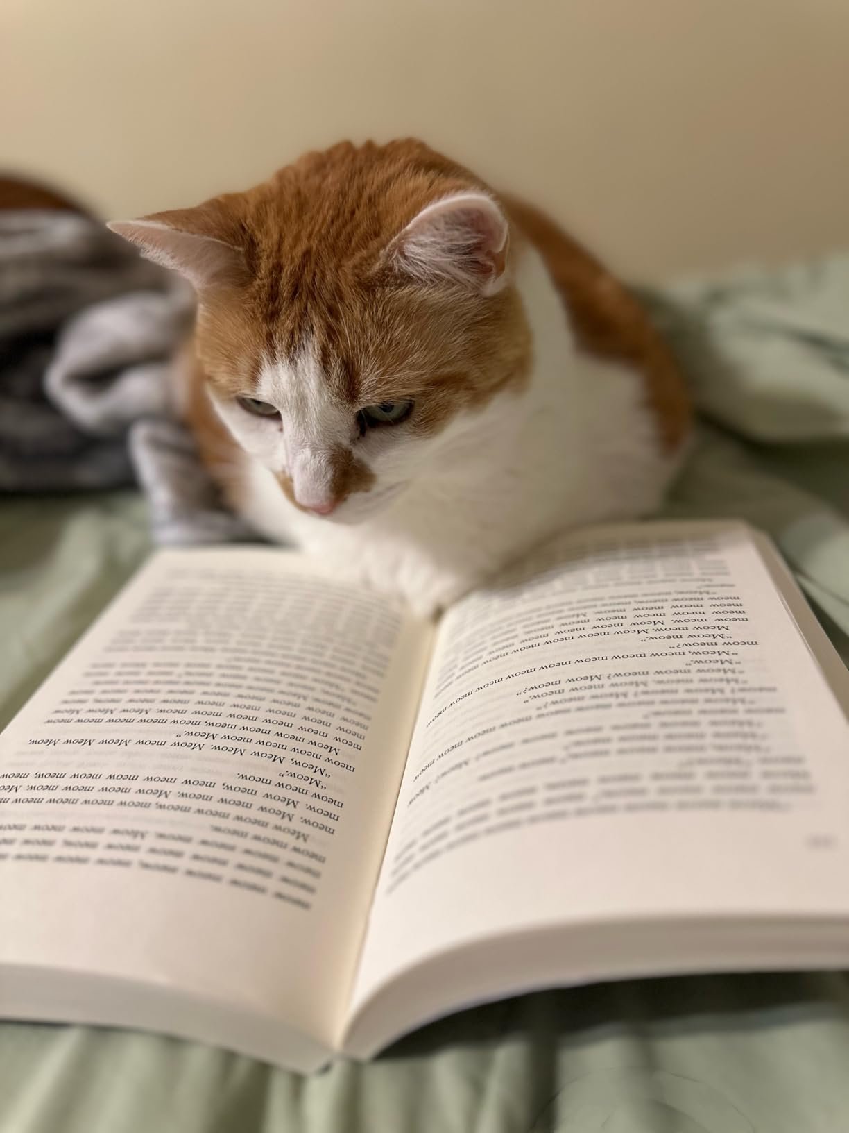 Meow (A Novel For Cats) product image (2)
