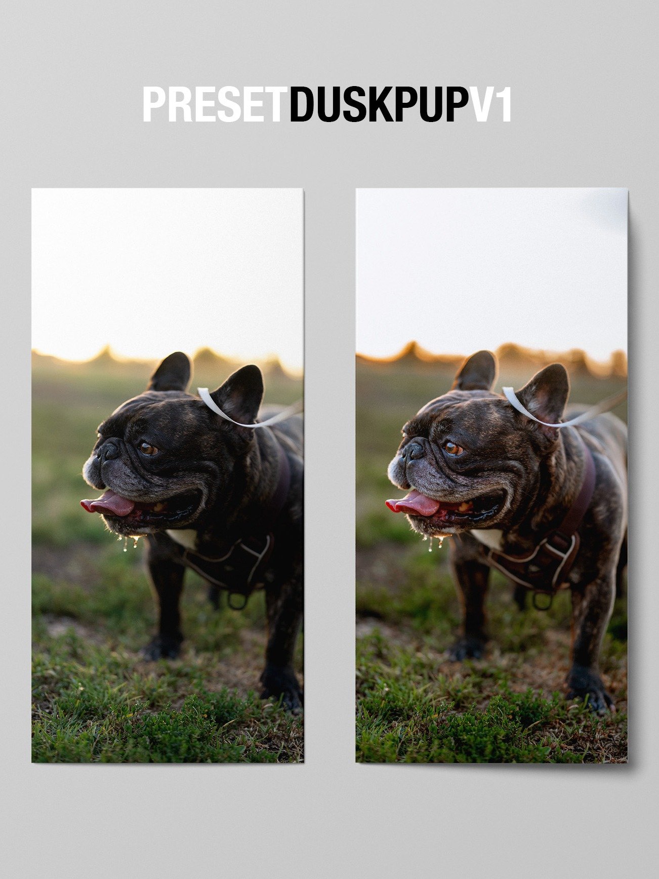 CUTE DOG PRESETS product image (8)