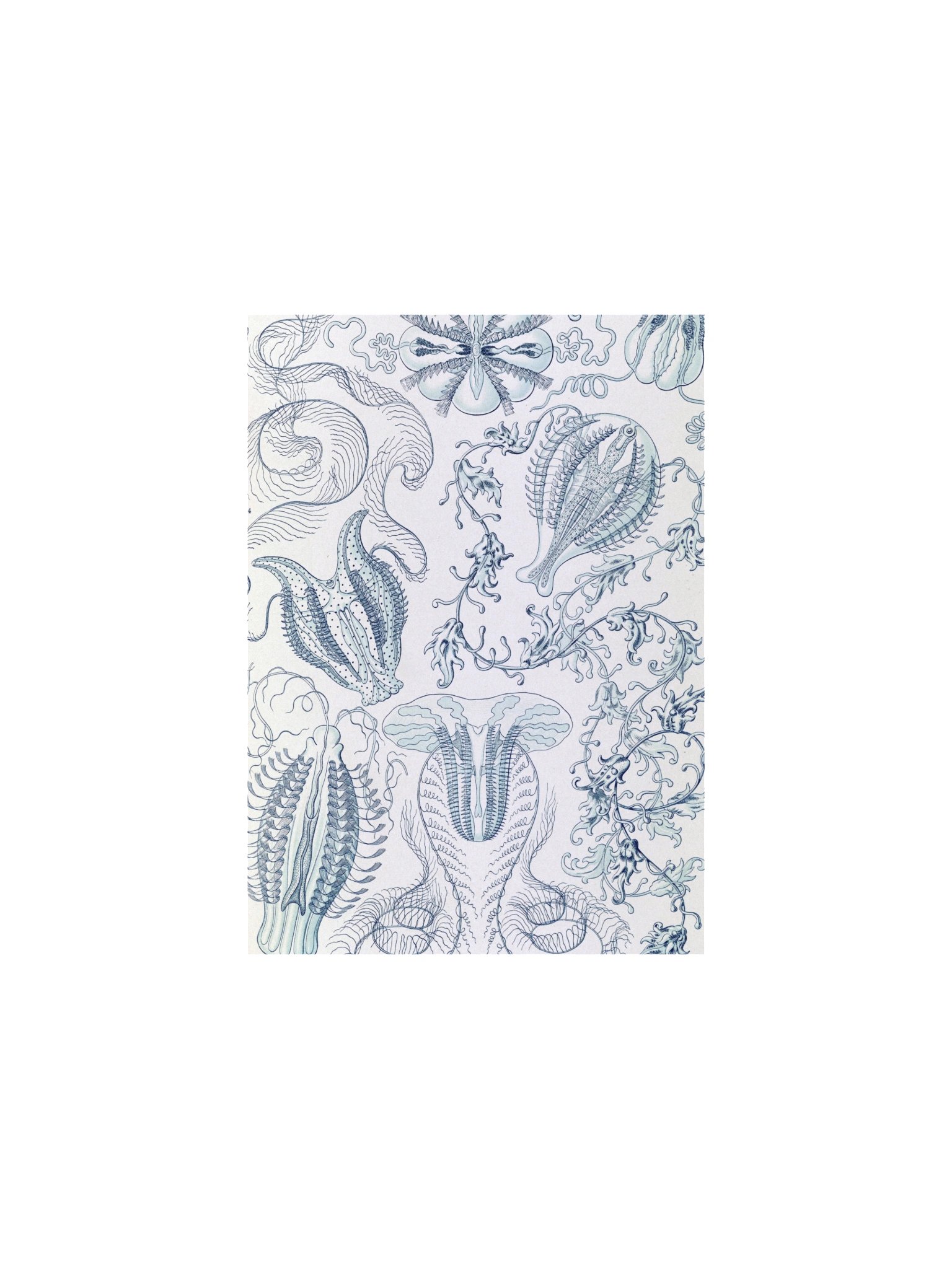 Comb Jellies Antique Marine Life Art Print product image (1)