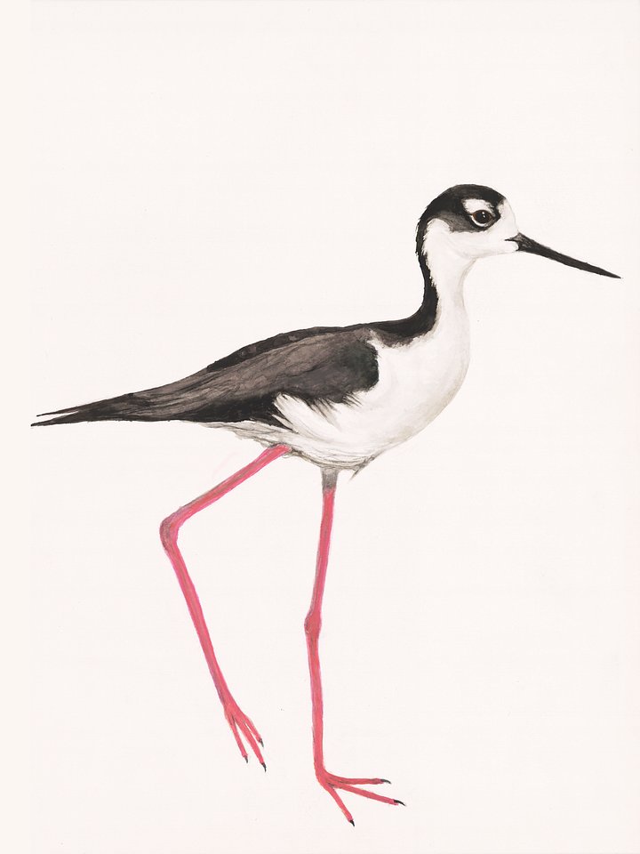 Black-necked Stilt - giclée print product image (1)
