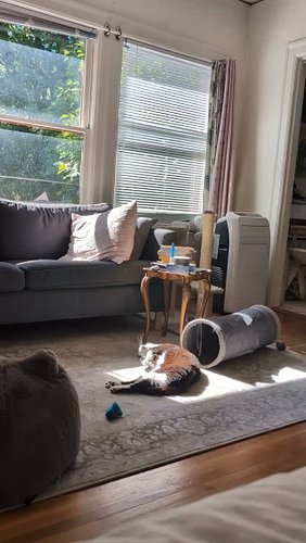 🩷

#sundayvibes #adoptdontshop #catnap #purrlates #selfcare