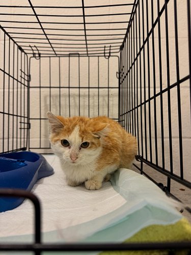 We are devastated to share that one of our foster homes is currently experiencing a panleukopenia outbreak. The cats pictured...