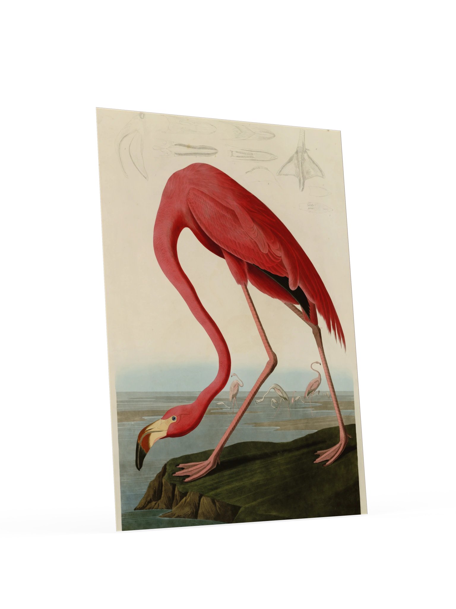American Flamingo, Plate 431 – Audubon Poster product image (4)