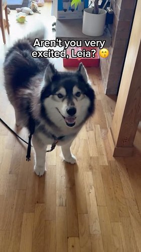 Nothing proves my Highschool bullies right faster than seeing us in a hardware store. 🐺🛠️😒
.
.
.
.
.
.
.
.
.
.
#siberianderps...