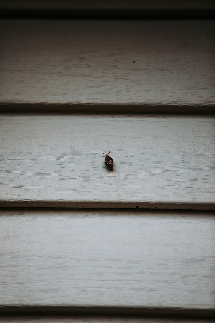 Snail on a trail product image (1)