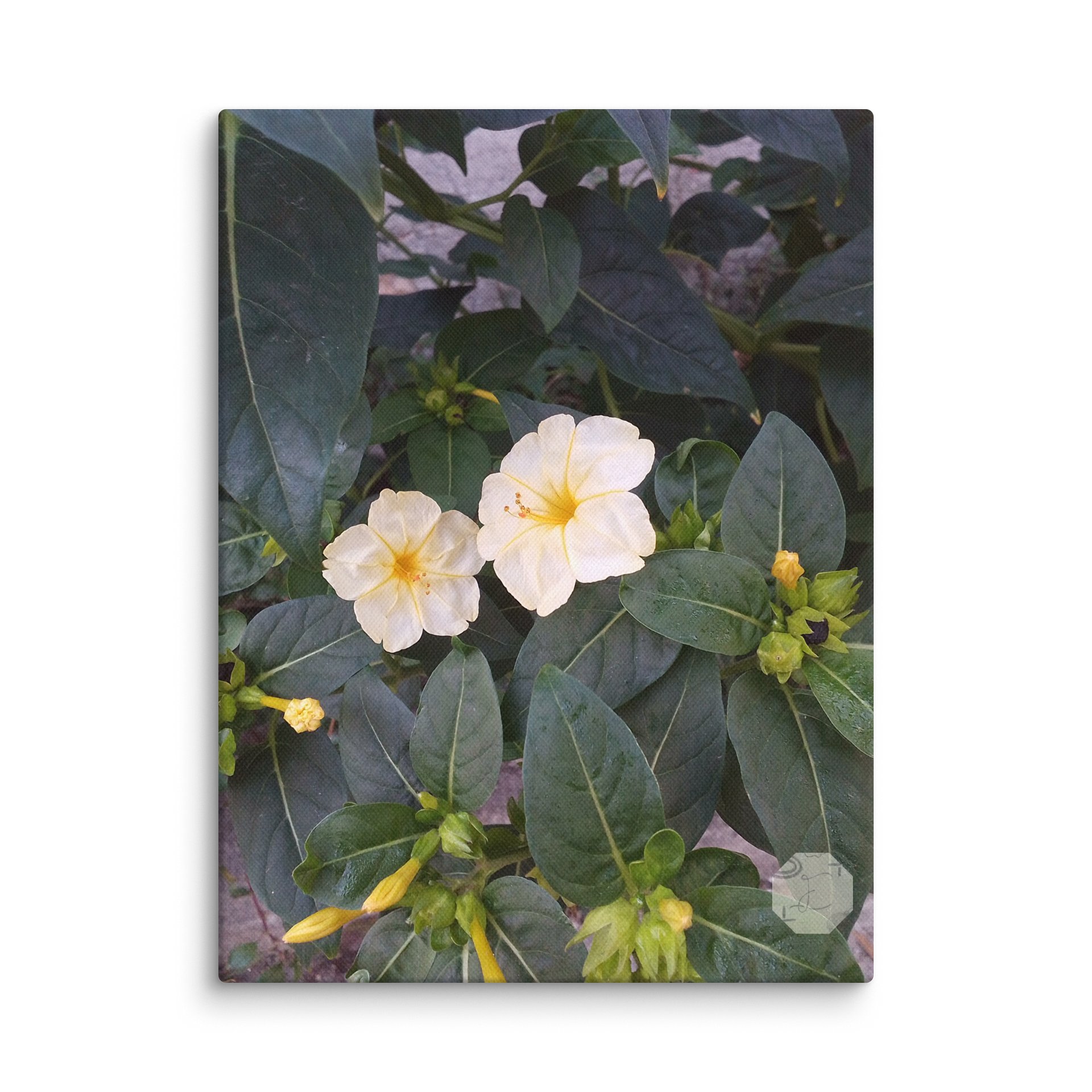 M. JALAPA: The Admirable Bloom product image (1)