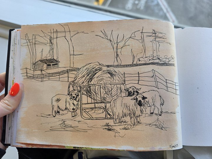 Sheep in Field product image (1)