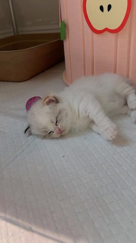 How I litter train my kittens