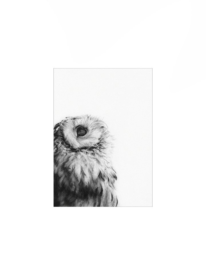 Archie - Matte Poster Print product image (1)