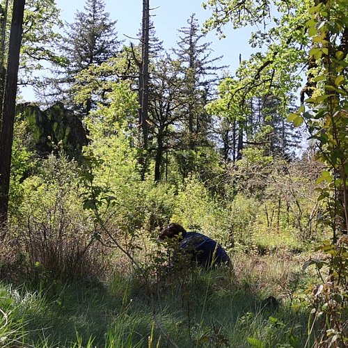 What do healthy soils sound like? We use high sensitivity contact microphones to listen to soils in healthy landscapes with n...