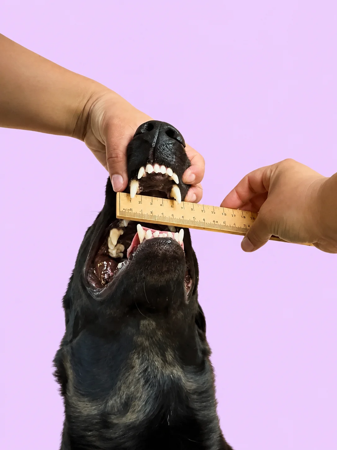 Dog Mouth Block product image (2)