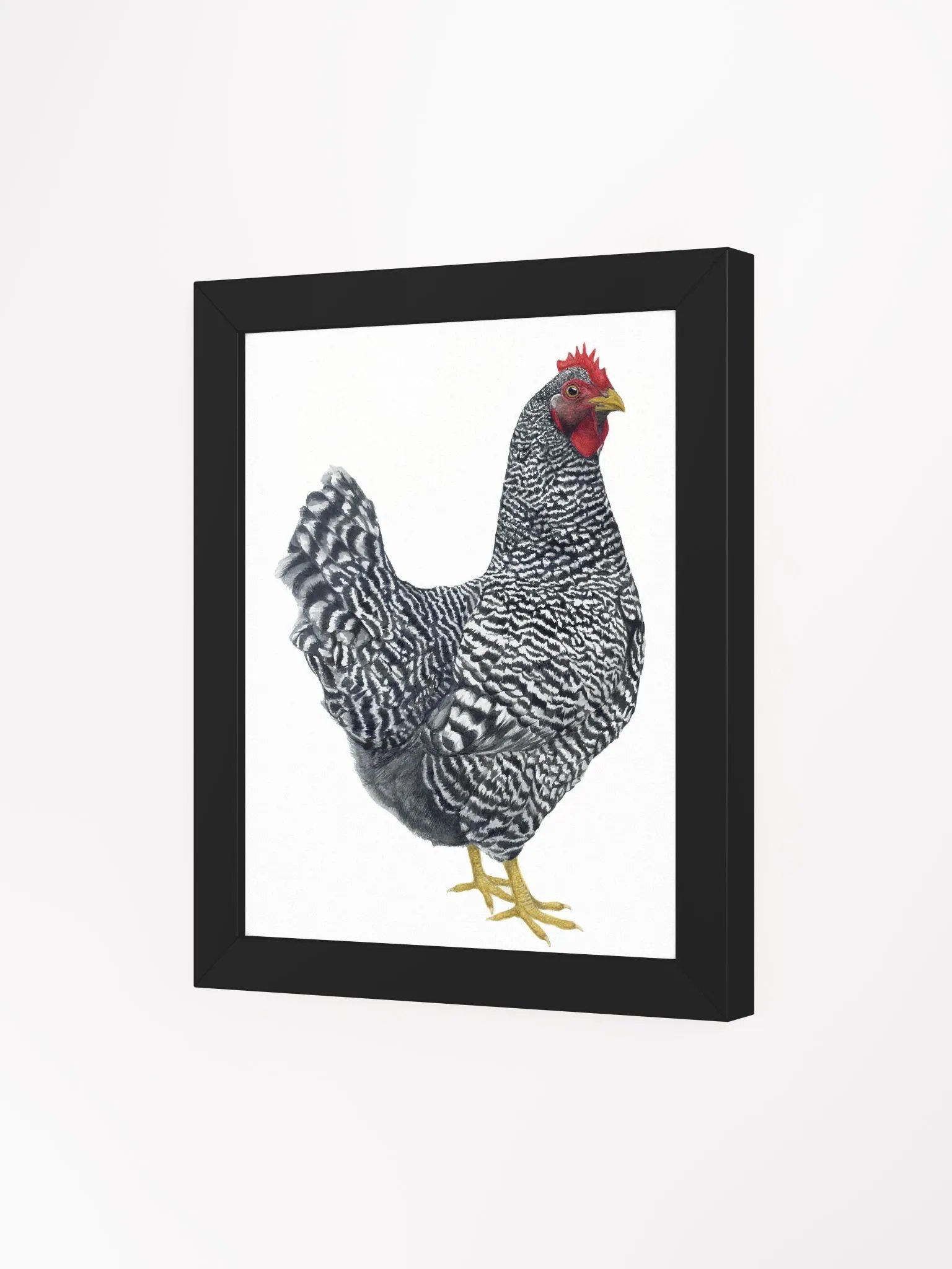 Plymouth Rock Chicken - framed print product image (20)