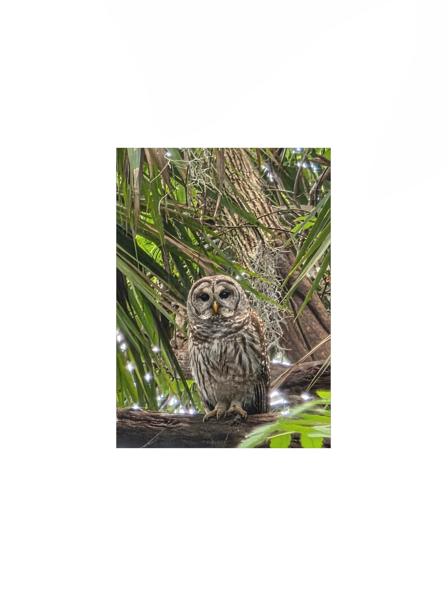 Barred Owl product image (2)