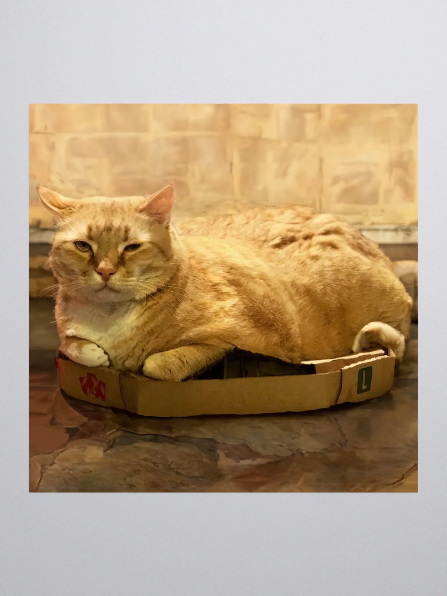 Can't keep Colby in a box sticker product image (1)