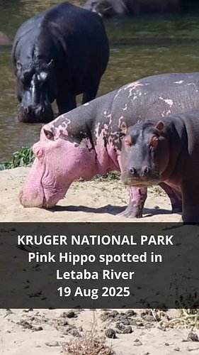 Rare pink #hippo spotted on the banks of the #letaba river #krugernationalpark strange looking #hippopotamus made for a great...