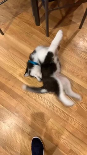 A Siberian Derpsky since Day 1. 🐺🐶🤗
.
.
.
.
.
.
.
.
.
.
#siberianderpskies #husky #siberianhusky #huskiesofinstagram #dogsoﬁn...