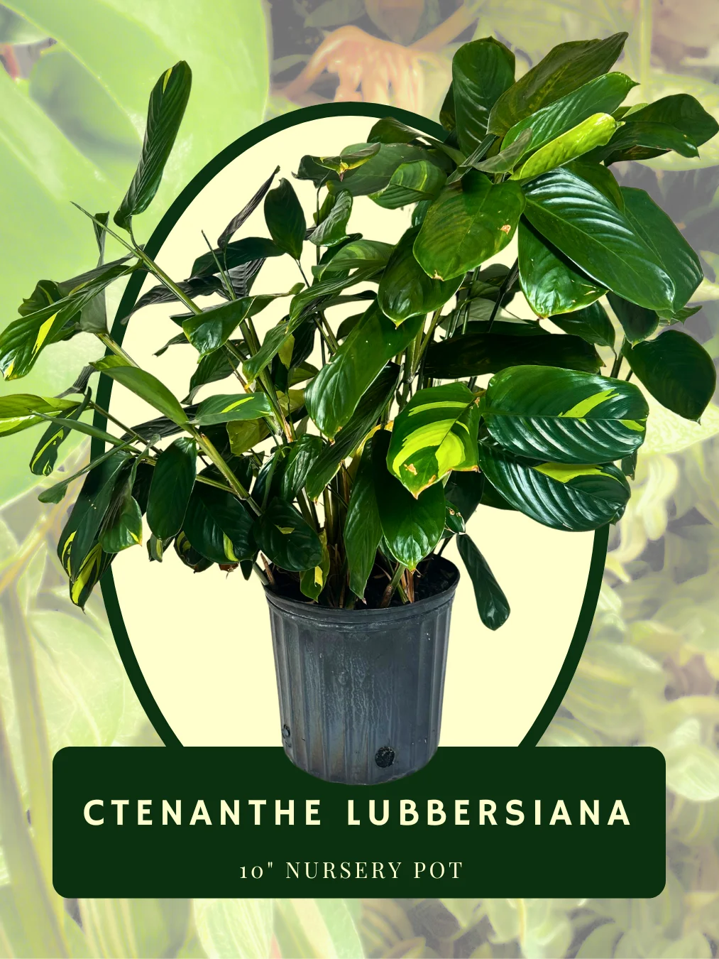 Ctenanthe Lubbersiana product image (1)