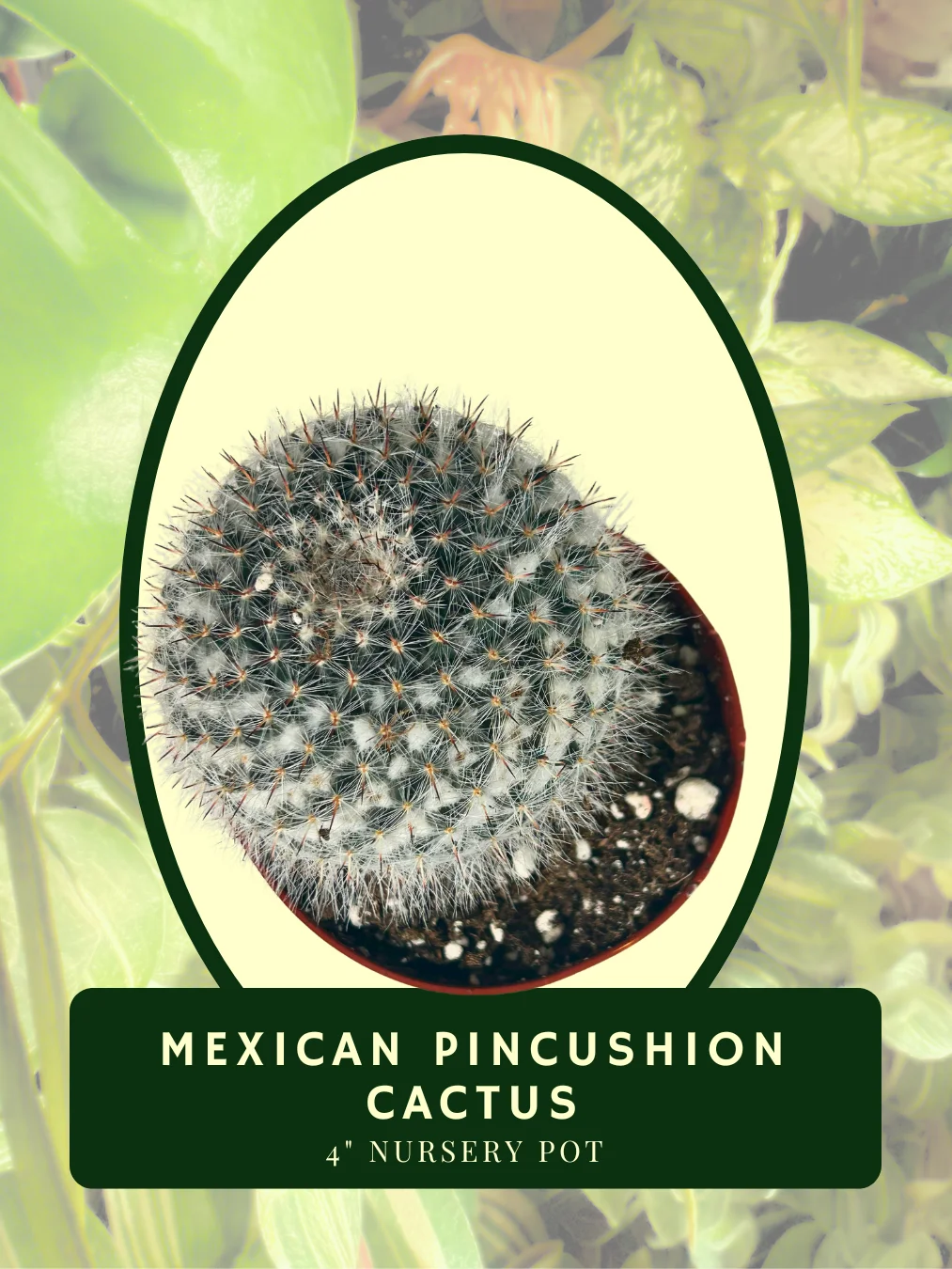 Mexican Pincushion Cactus (Mammillaria haageana) product image (2)