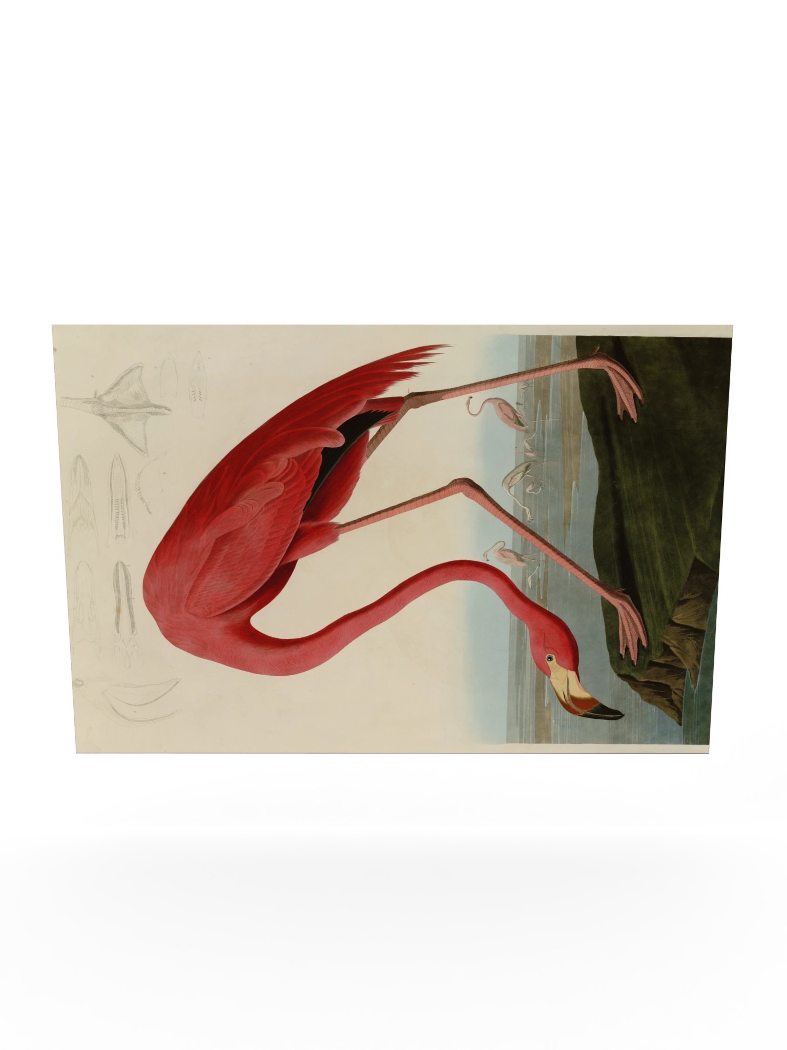 American Flamingo, Plate 431 – Audubon Poster product image (10)