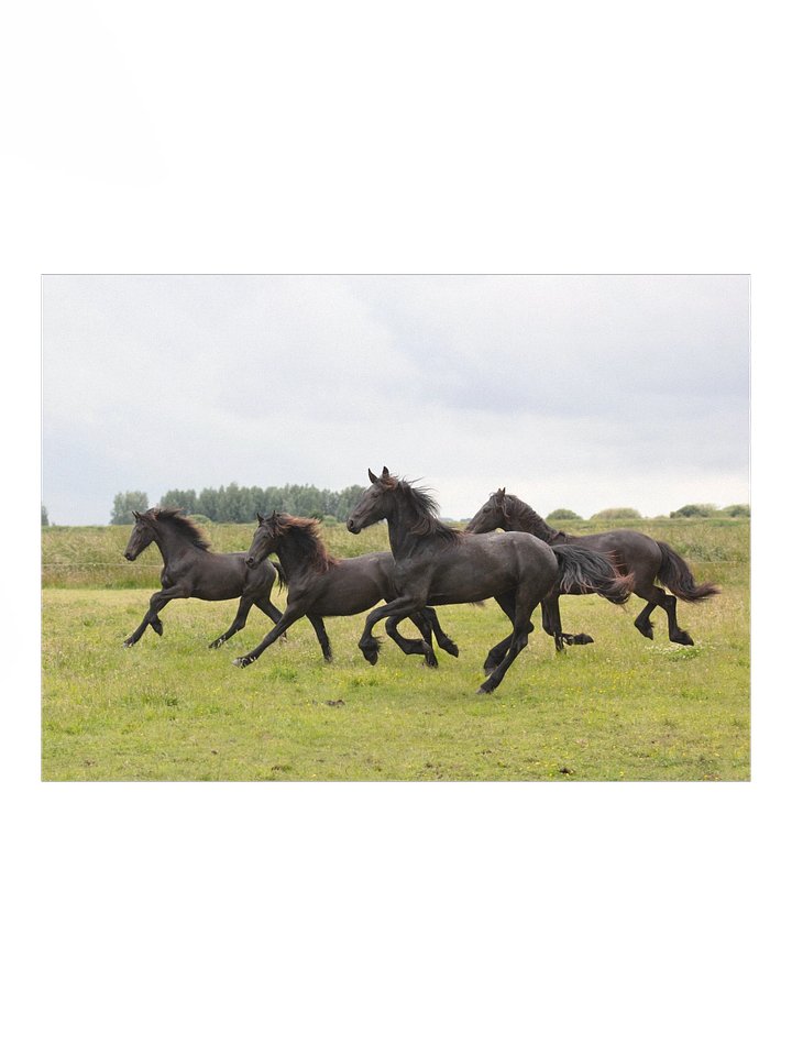 Baukje, Blomke, Yfke & Belle running product image (1)