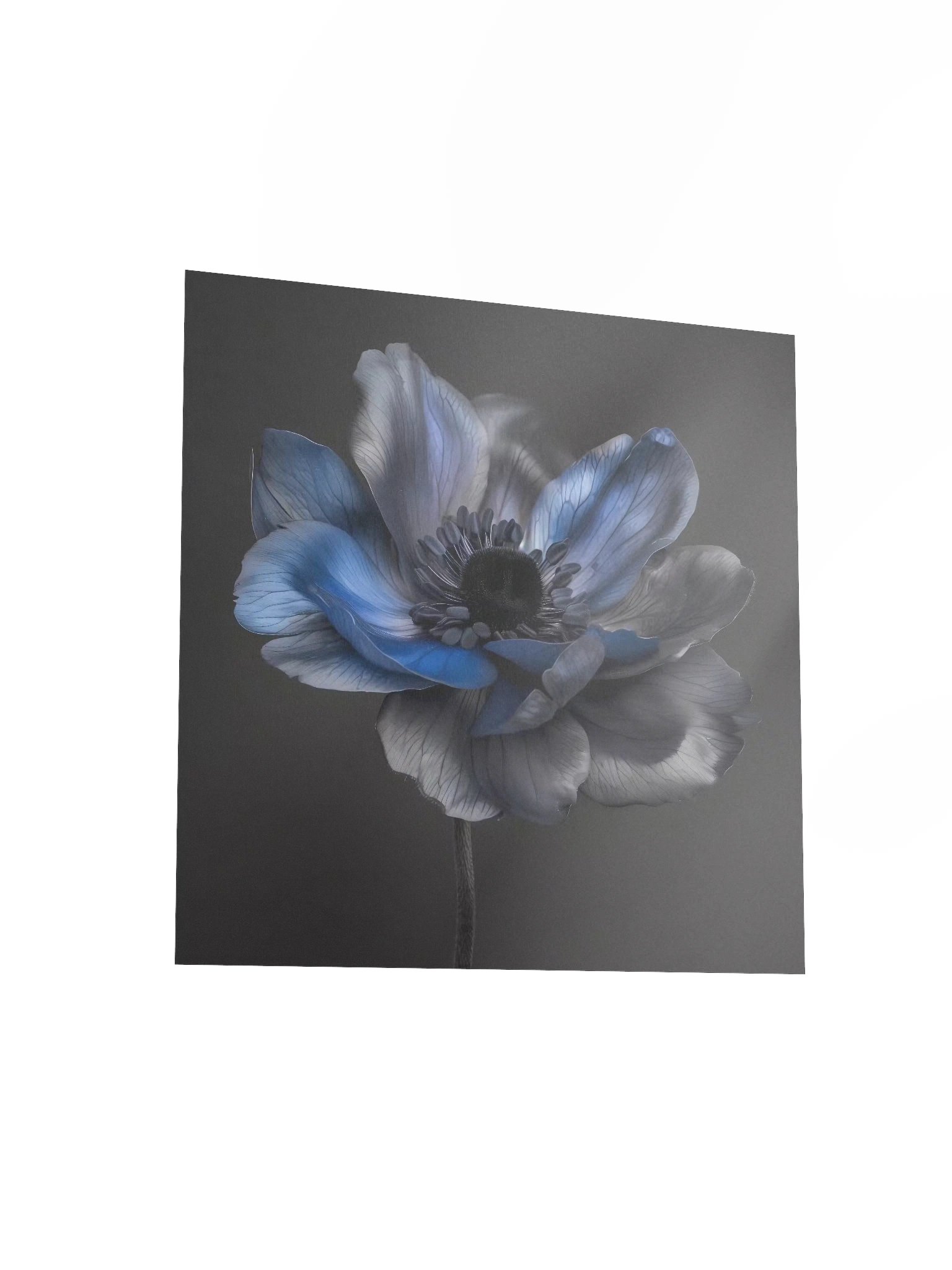 Solitary Form | Nocturne Anemone I - Fine Art Print product image (3)