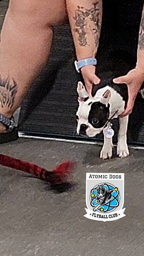 Pretty little baby, future flyball menace 😈🎀🐾

#flyballpuppy #bostonterrier #flyballtraining #dogsports #atomicdogsflyballclub
