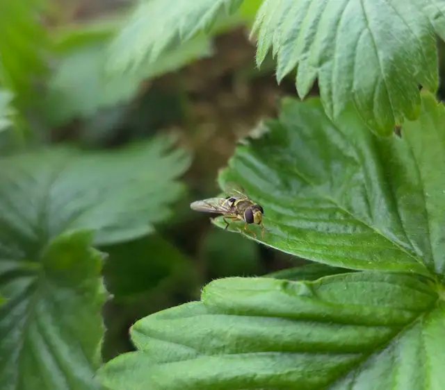 1st pollinator this season! This lil hoverfly 🐝