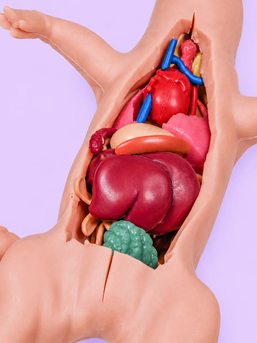 Anatomically Acurate Dissection Models (Piglet and Frog) product image (6)