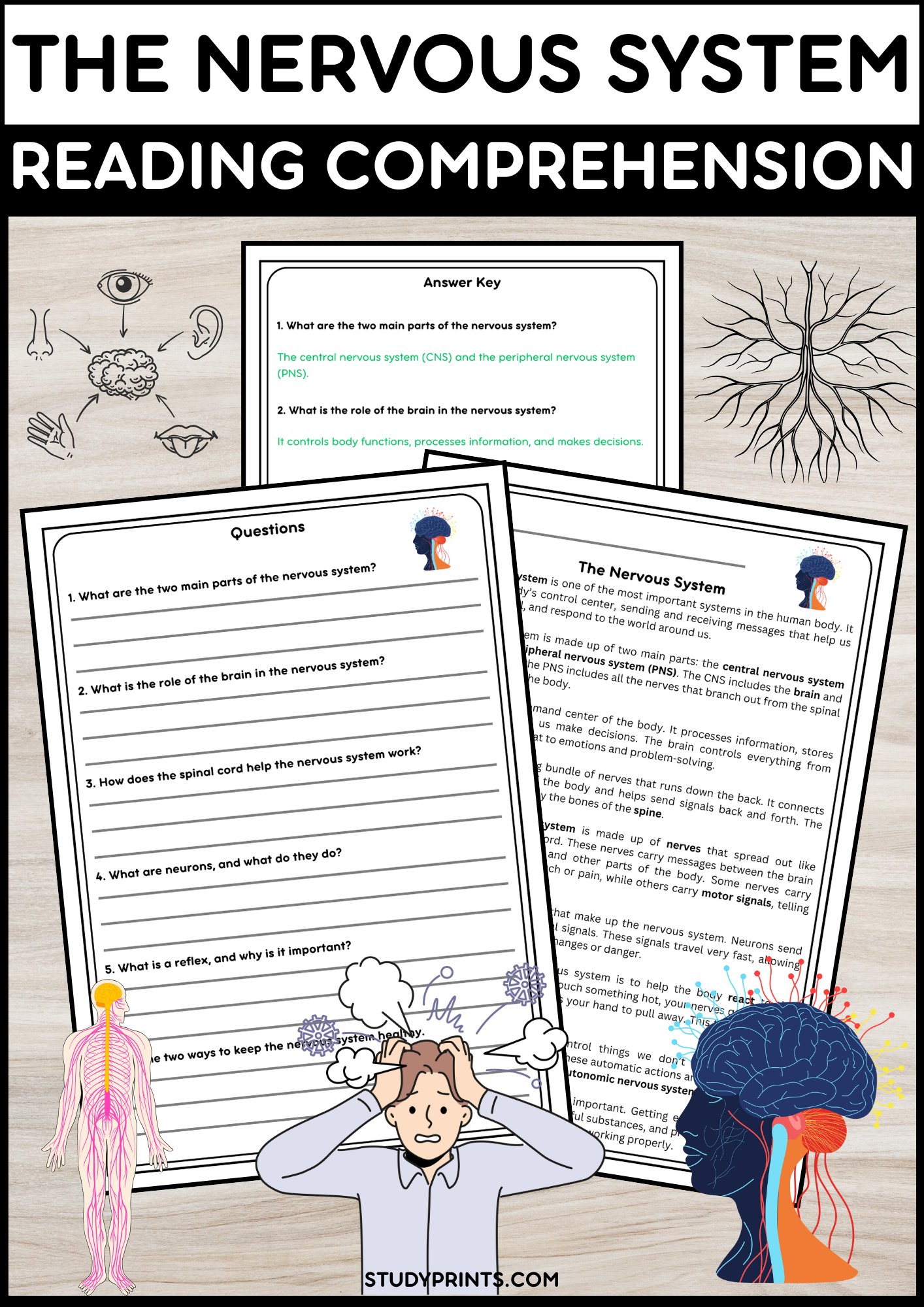 Nervous System Reading Passage with Comprehension Questions | Human Body Science Activity product image (1)