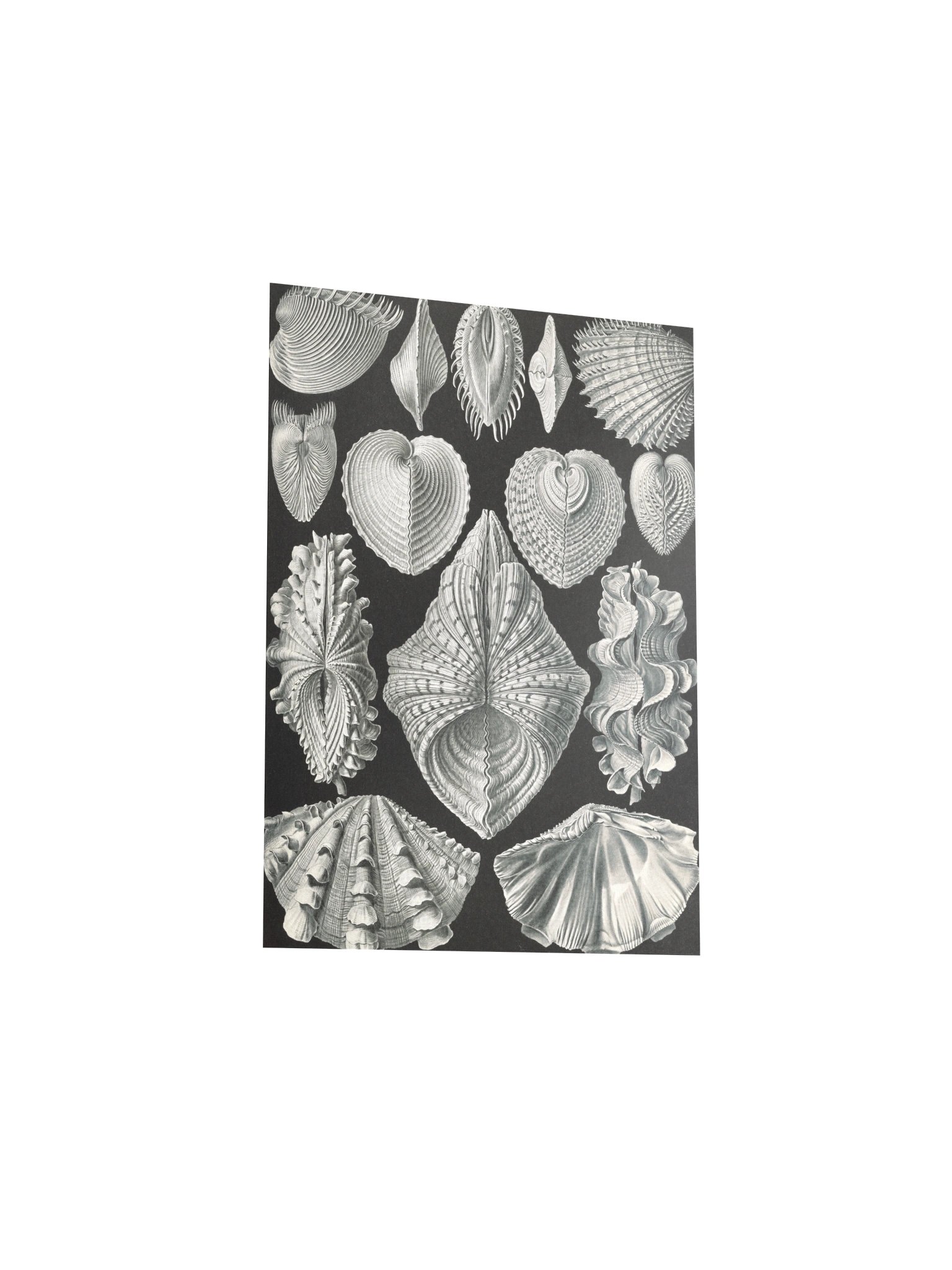 Bivalve Shells Antique Conchology Art Print product image (9)