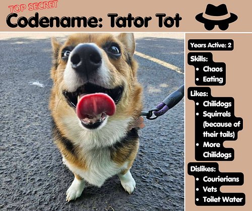 The self-proclaimed greatest spy in Sofacouchia, the menace herself: Agent Tator Tot. #wip #chapterbooksforkids #corgicommandos