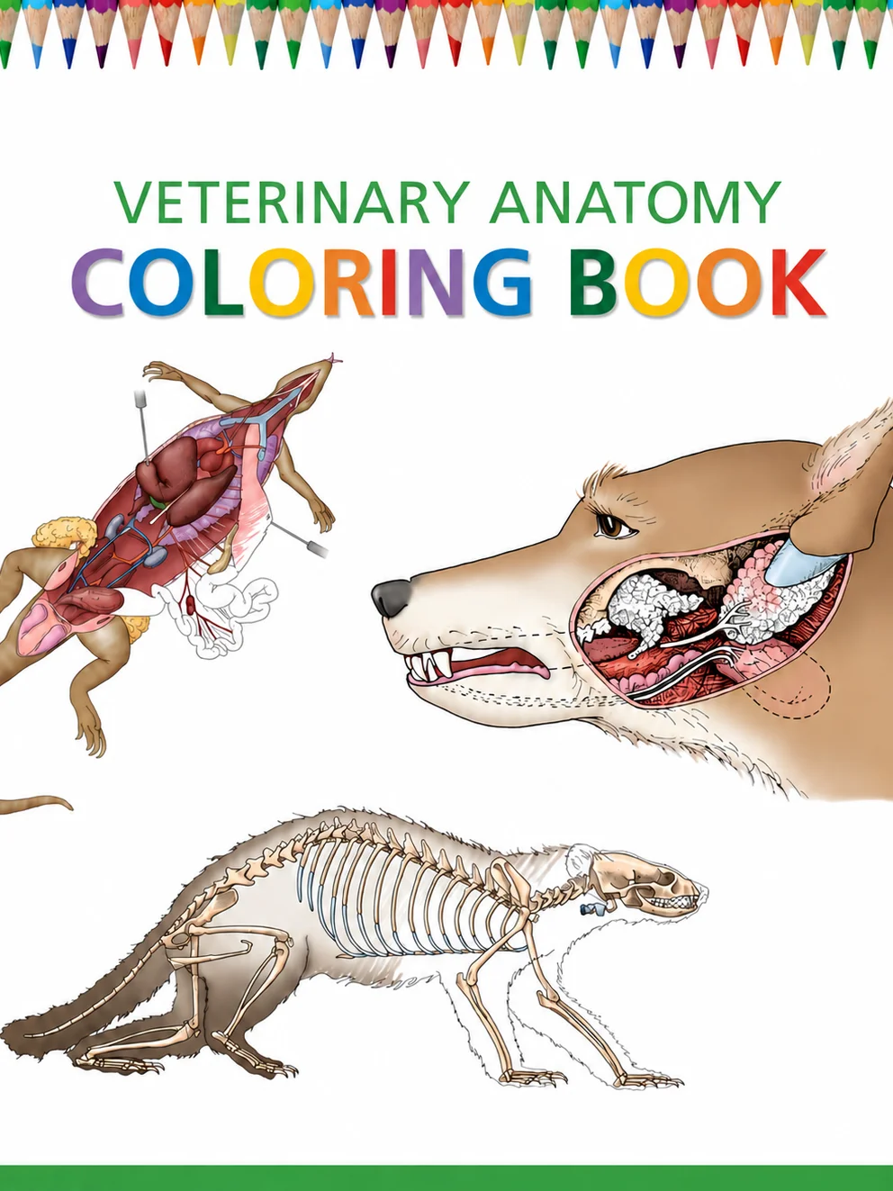Veterinary Anatomy Coloring Books product image (3)
