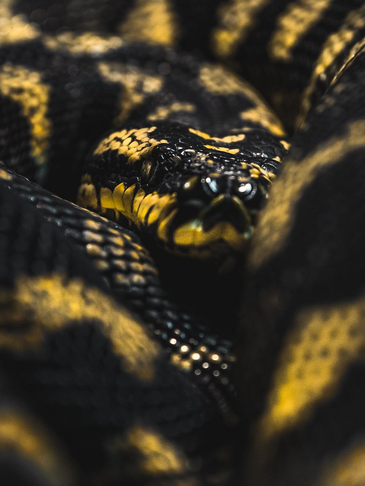 Jungle Carpet Python product image (1)