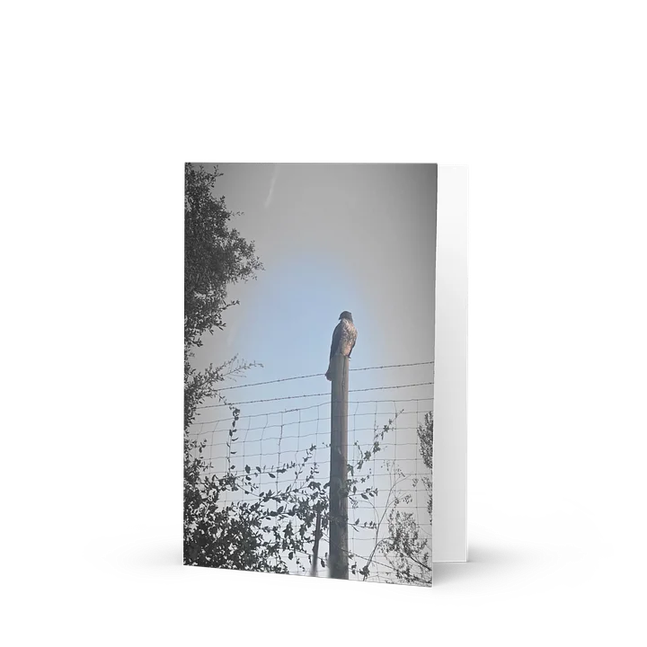 Hawk Resting Greeting Card product image (1)